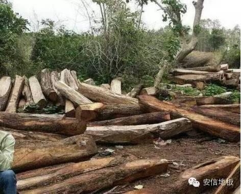 非洲木材進口代理，非洲木材進口報關代理公司，非洲木材清關代理